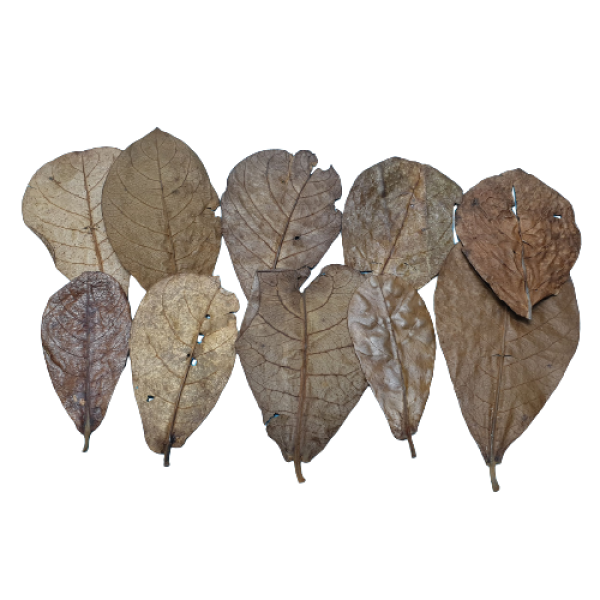 Seemandelbaumblätter Nano (5-10cm)